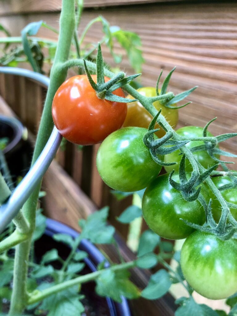 tomato gardening image